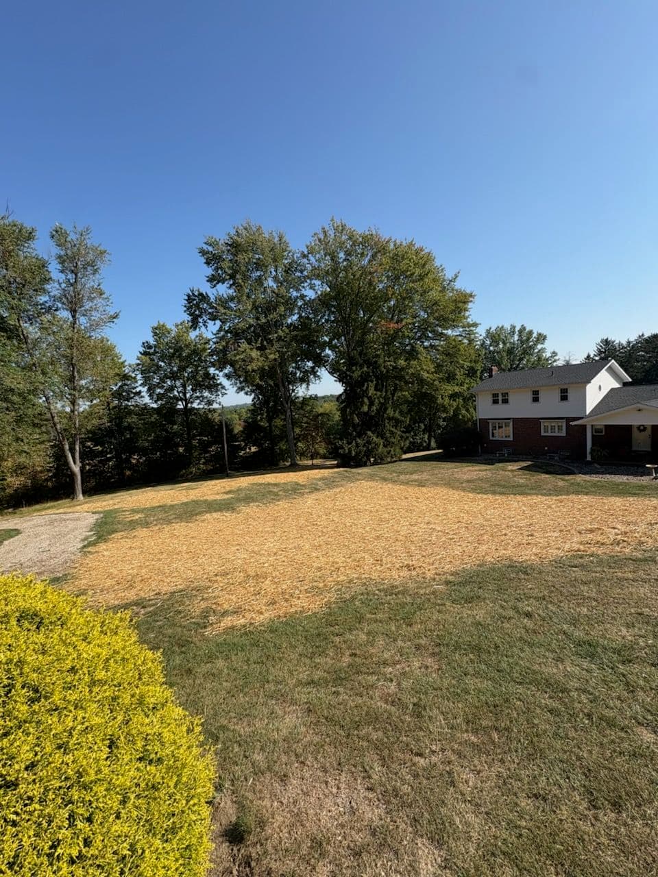 Stump Grinding and Grass Planting